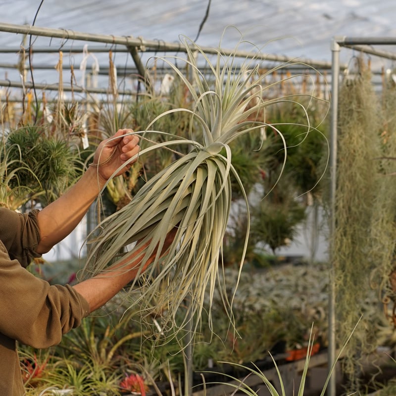 超希少❗️超特大❗️チランジア　ストラミネア✨ スタッフ特選】ストラミネア XXLサイズ | air-plants TENGU-DO