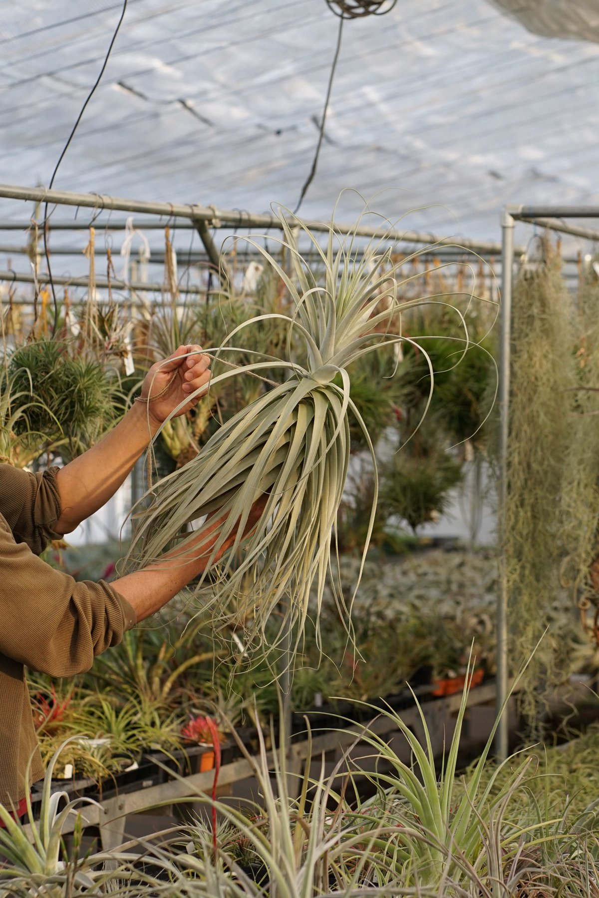 超希少❗️超特大❗️チランジア　ストラミネア✨ スタッフ特選】ストラミネア TENGU-DO air-plants | XXLサイズ ブロメリア・エアープランツ