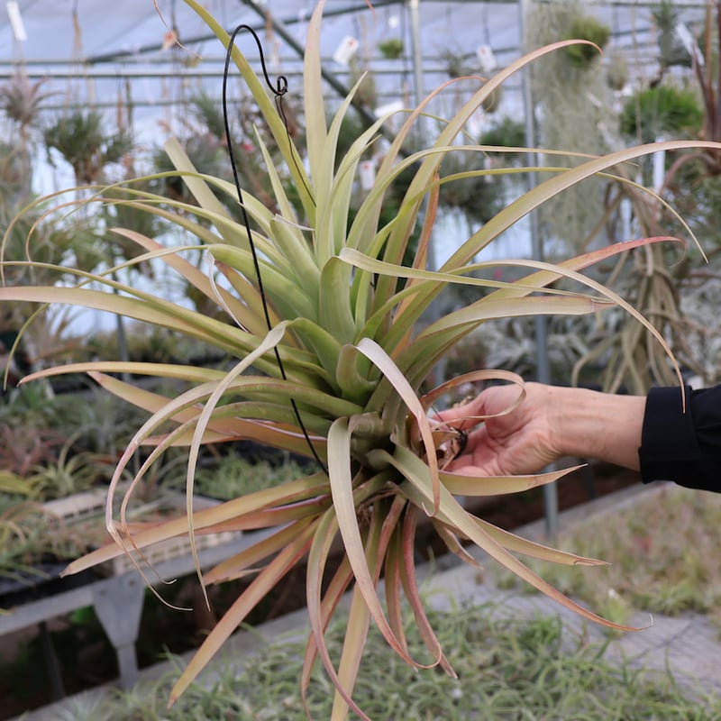 大株　ティランジア　ロドセファラ　チランジア　エアープランツ ロドセファラ 01号 | air-plants TENGU-DO