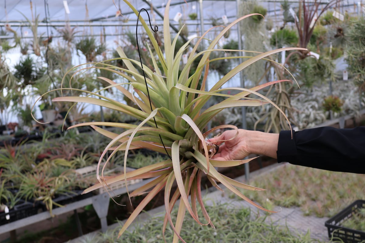ロドセファラ 01号 | air-plants TENGU-DO