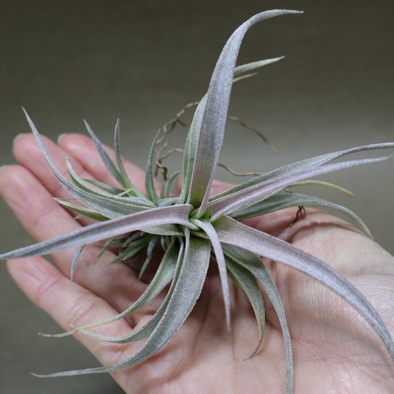 チアペンシス ギガンテスコ 21号 | air-plants TENGU-DO