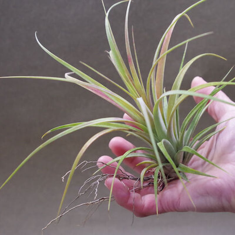 ローランドゴッセリニー × イオナンタ ローランドゴッセリニー × イオナンタ 02号 | air-plants TENGU-DO