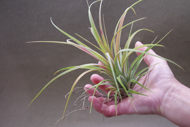 ローランドゴッセリニー × イオナンタ 02号 | air-plants TENGU-DO