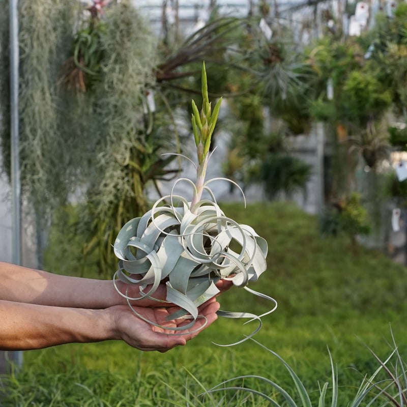 スタッフ特選】キセログラフィカ 花芽付き R号 | air-plants TENGU-DO