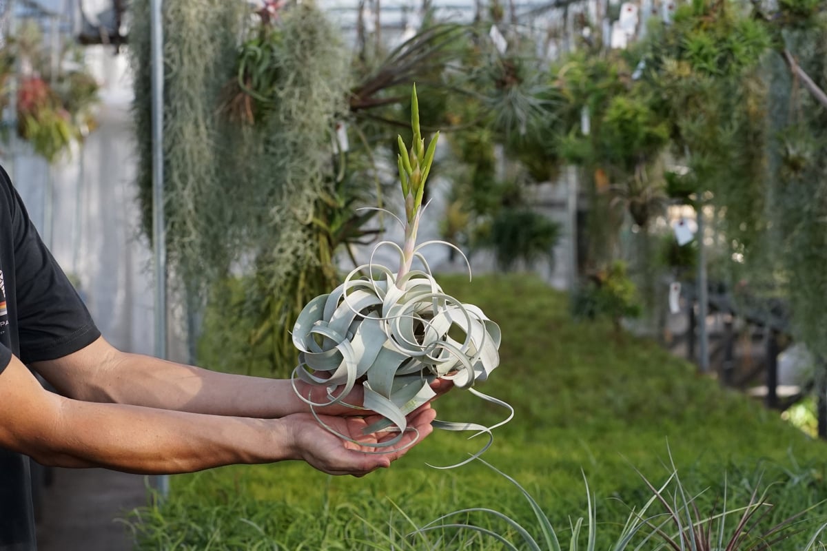 スタッフ特選】キセログラフィカ 花芽付き R号 | air-plants TENGU-DO