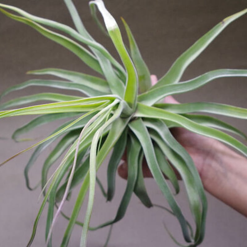 ストレプトフィラ 自然交雑種 12号 | air-plants TENGU-DO