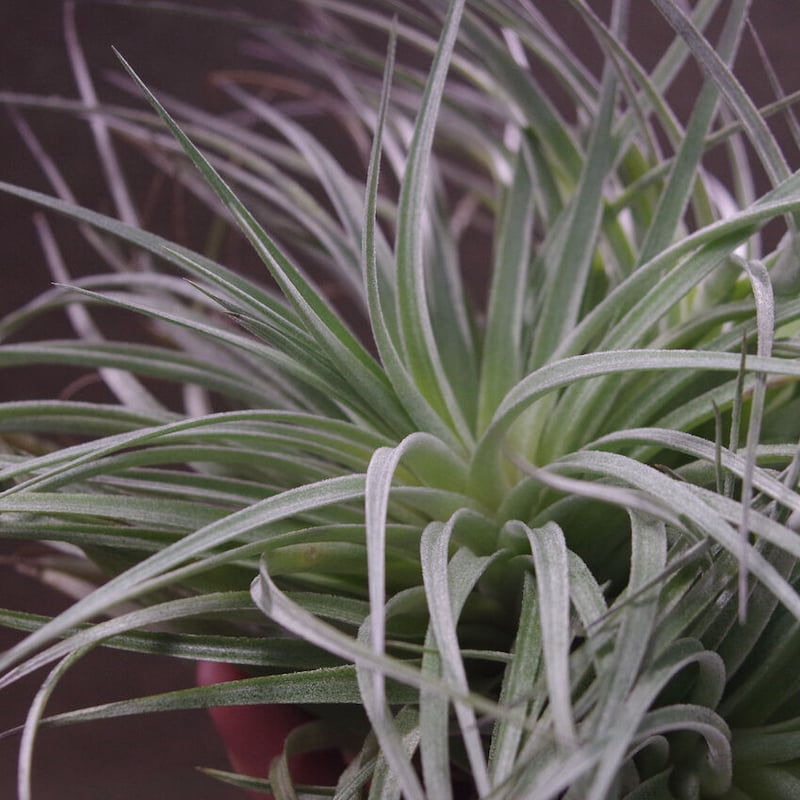 ストリクタ ステアリング クランプ 01号 | air-plants TENGU-DO