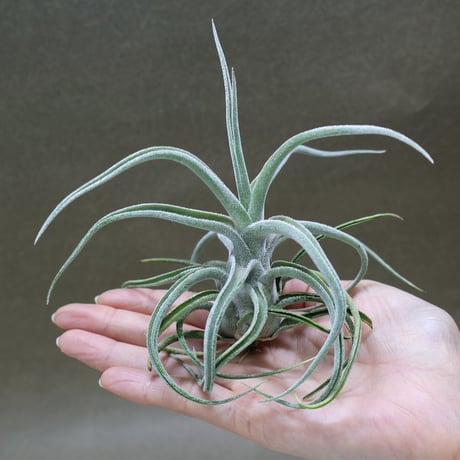 CATEGORY エアープランツ（ティランジア） | air-plants TENGU-DO