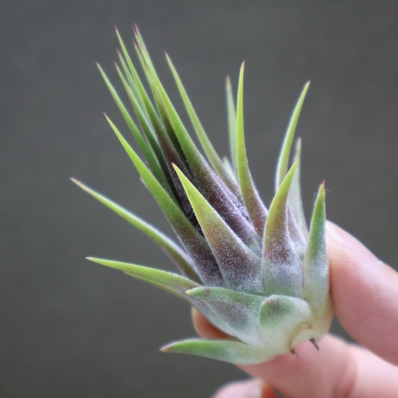 【まぁ様確認用】　イオナンタ ストリクタ シーディアナ × イオナンタストリクタ 08号 | air-plants TENGU-DO