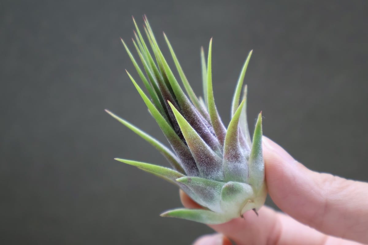 【まぁ様確認用】　イオナンタ ストリクタ イオナンタ ストリクタ 07号 | air-plants TENGU-DO