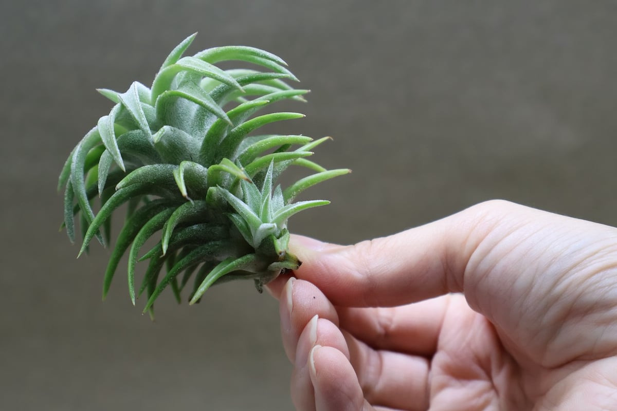 イオナンタ　バンハイニンギー　と　アルビノ チランジア ／ イオナンタ アルビノ (T.ionantha 'Albino