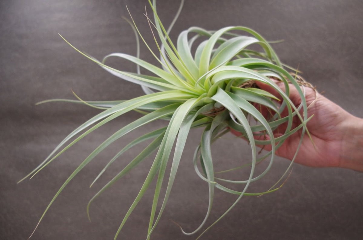 キセログラフィカ×コンコロール 02号 | air-plants TENGU-DO