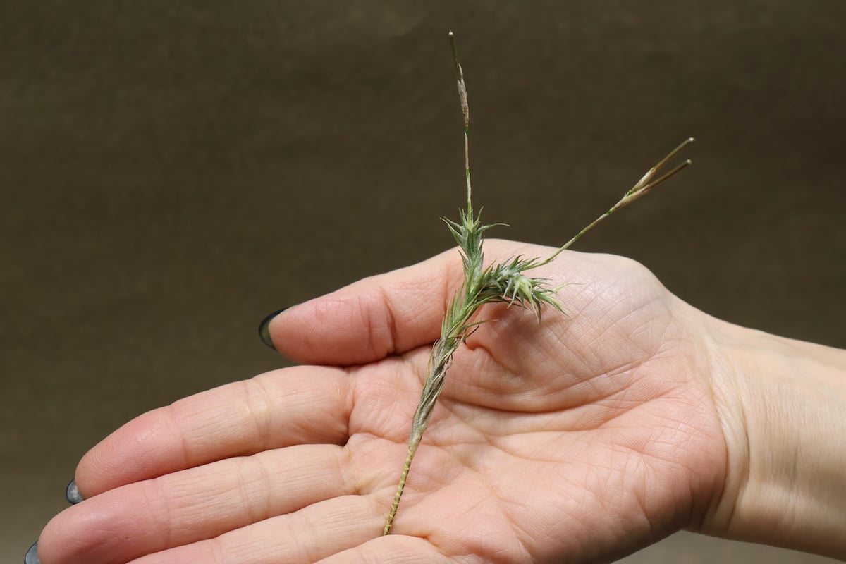 トリコレピス 22号 | air-plants TENGU-DO