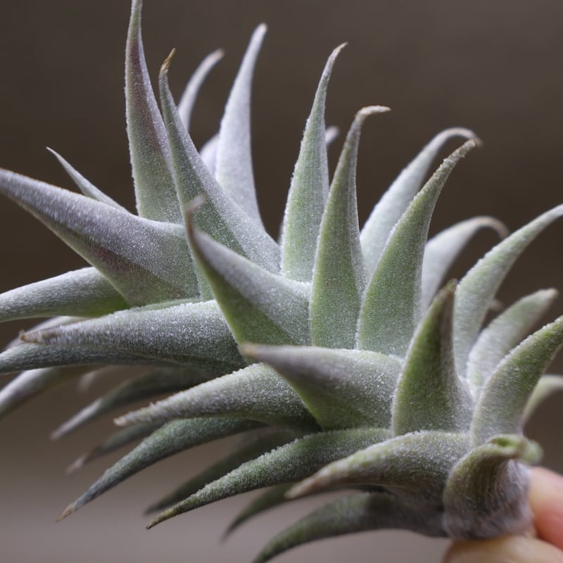 エディシアエ 65号 | air-plants TENGU-DO