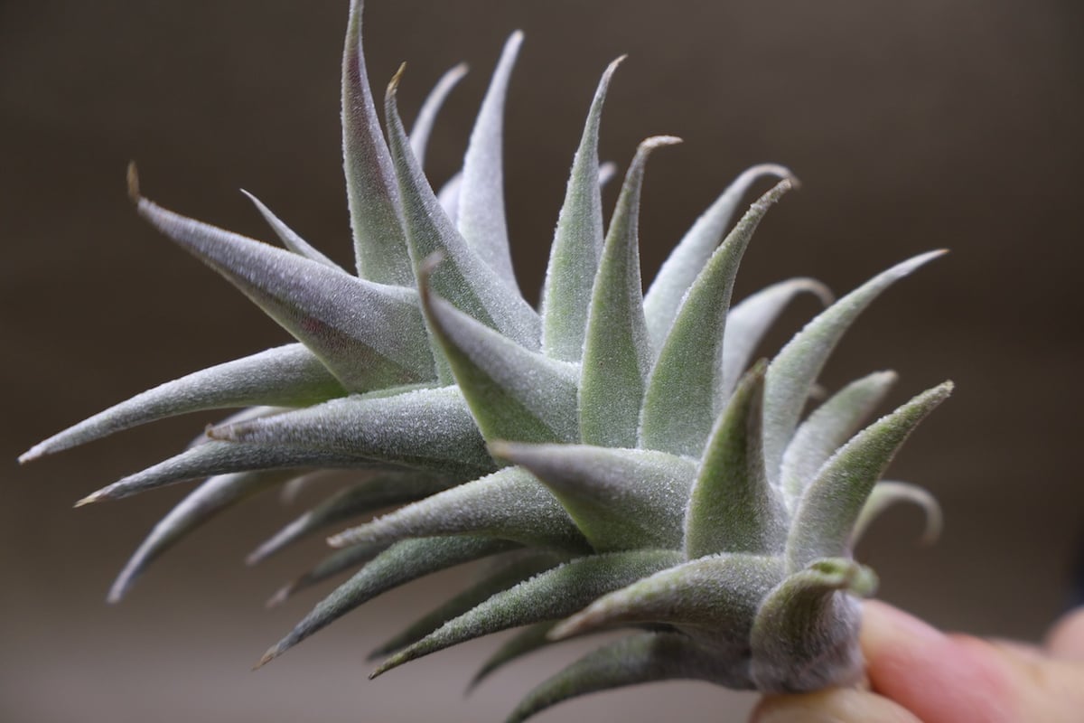 エディシアエ 65号 | air-plants TENGU-DO