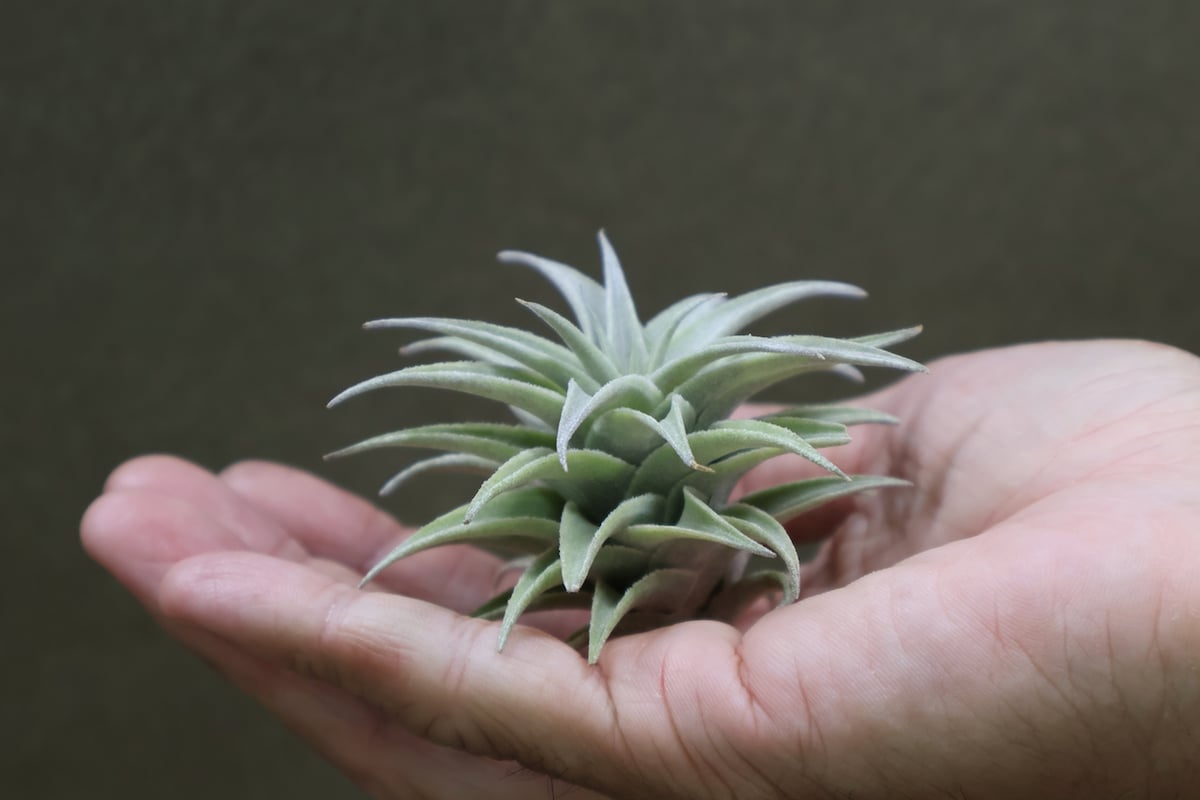 チランジア エディシアエ (T.edithiae)流木付け エディシアエ 66号 | air-plants TENGU-DO
