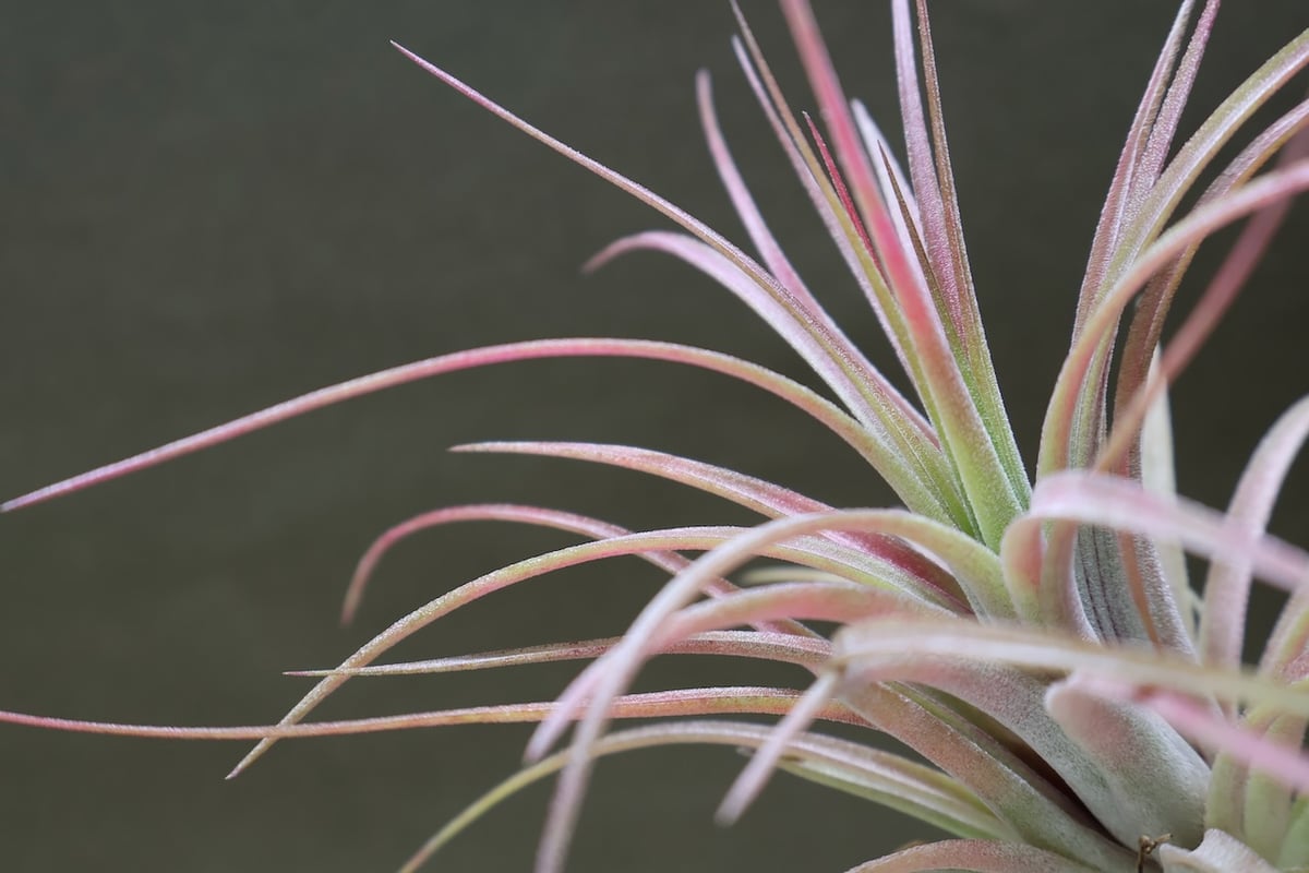 ヴィクトリア（イオナンタ×ブラキカウロス） Mサイズ11号 | air-plants