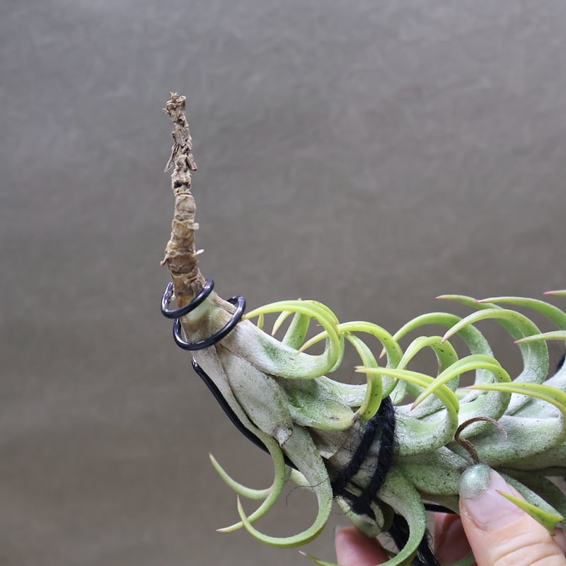イオナンタ バンハイニンギー 56号 | air-plants TENGU-DO