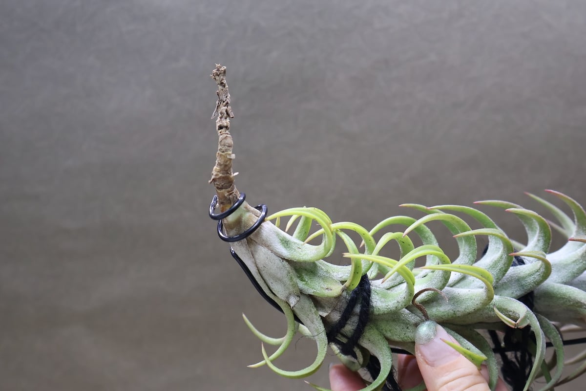 イオナンタ バンハイニンギー 56号 | air-plants TENGU-DO