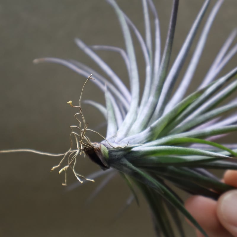 モンタナ ブラック 08号 | air-plants TENGU-DO モンタナ ブラック 08号 | air-plants TENGU-DO
