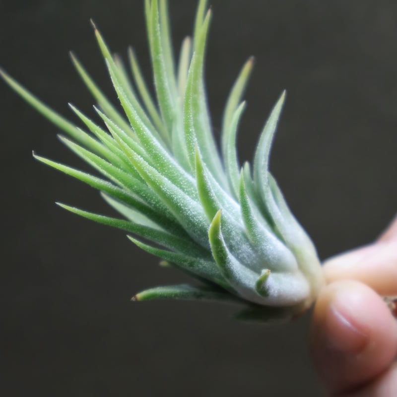 イオナンタ アルビノ 23号 | air-plants TENGU-DO