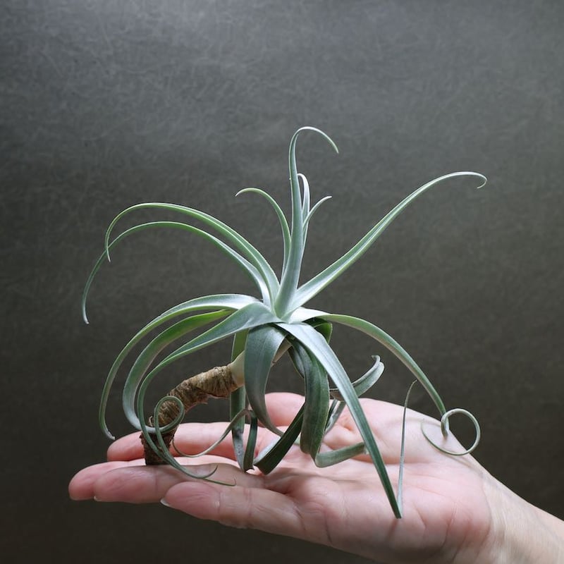 デュラティ×ガルドネリ 04号 | air-plants TENGU-DO