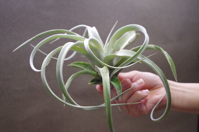 チランジア キセログラフィカ × チアペンシス キセログラフィカ × チアペンシス 08号 | air-plants TENGU-DO