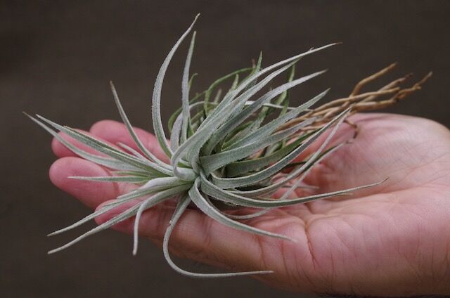 モーリアナ 18号 | air-plants TENGU-DO