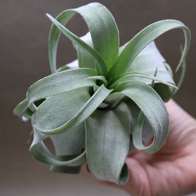 チランジア サントシアエ × ストレプトフィラベリーズ ストレプトフィラ ベリーズ 106号 | air-plants TENGU-DO