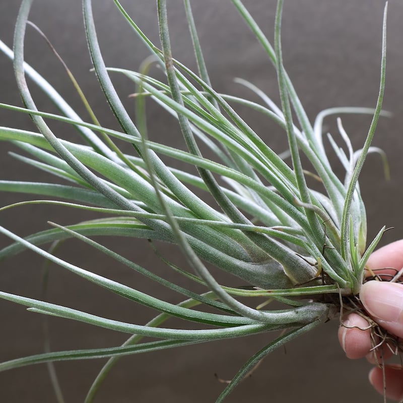 ベイレイ クランプ 06号 | air-plants TENGU-DO