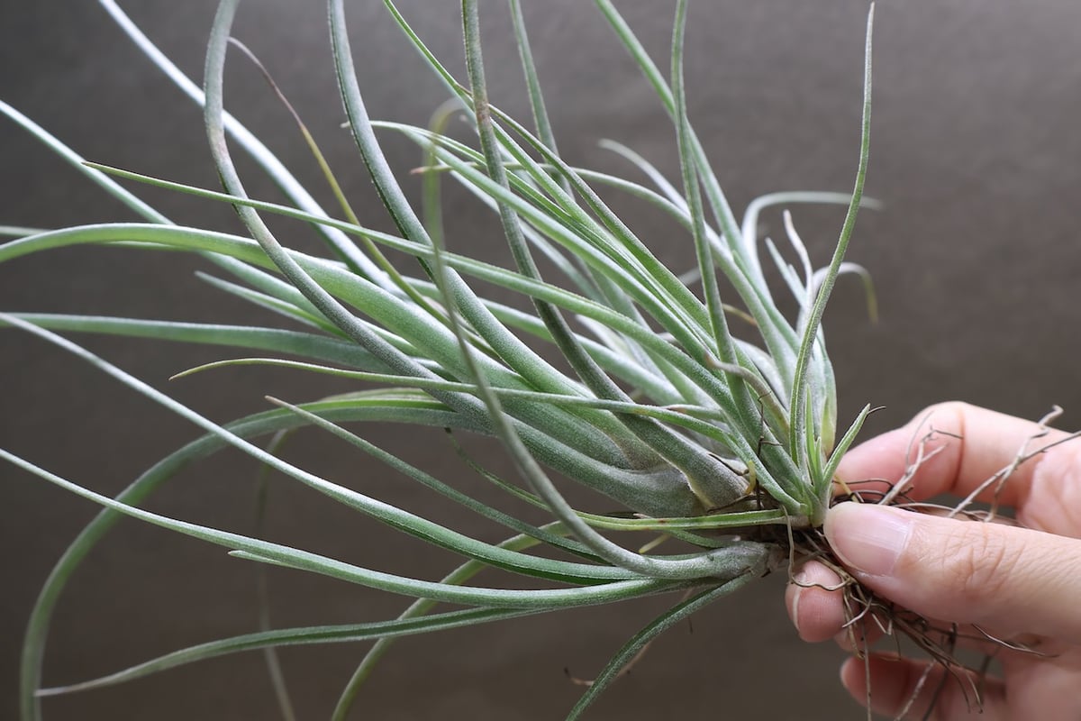 チランジア　ベイレイ　特大クランプ チランジア ベイレイ 特大クランプ