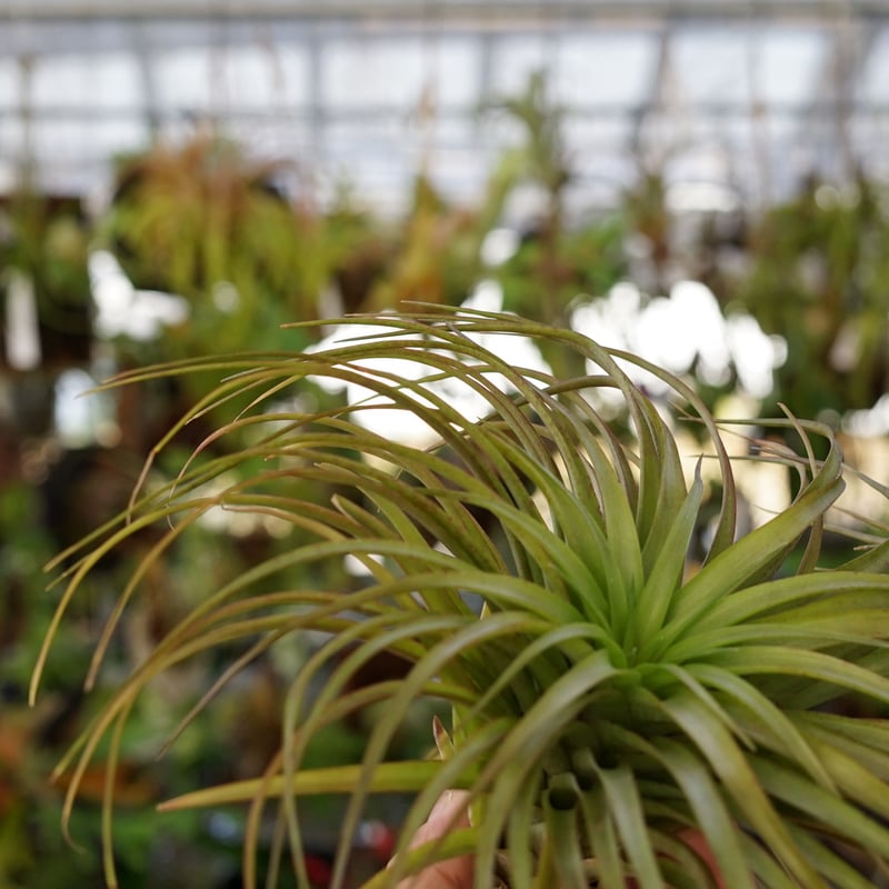 スタッフ特選】ブラキカウロス・シュプリーム B号 | air-plants TENGU-DO