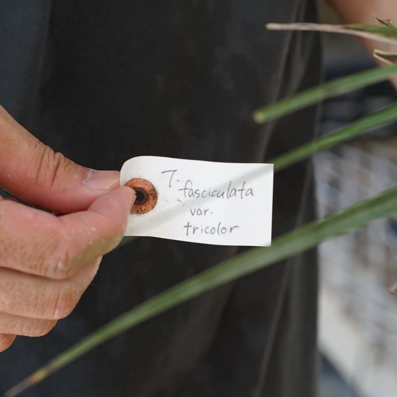スタッフ特選】ファシクラータ・トリコロール 大株 | air-plants
