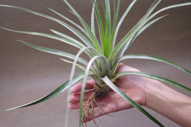 ハリスコモンティコラ 03号 | air-plants TENGU-DO