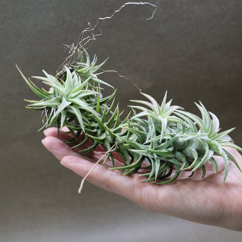イオナンタ バンハイニンギー 142号 | air-plants TENGU-DO