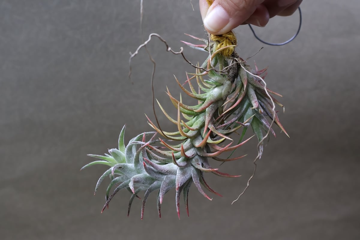 イオナンタ バンハイニンギー 126号 | air-plants TENGU-DO