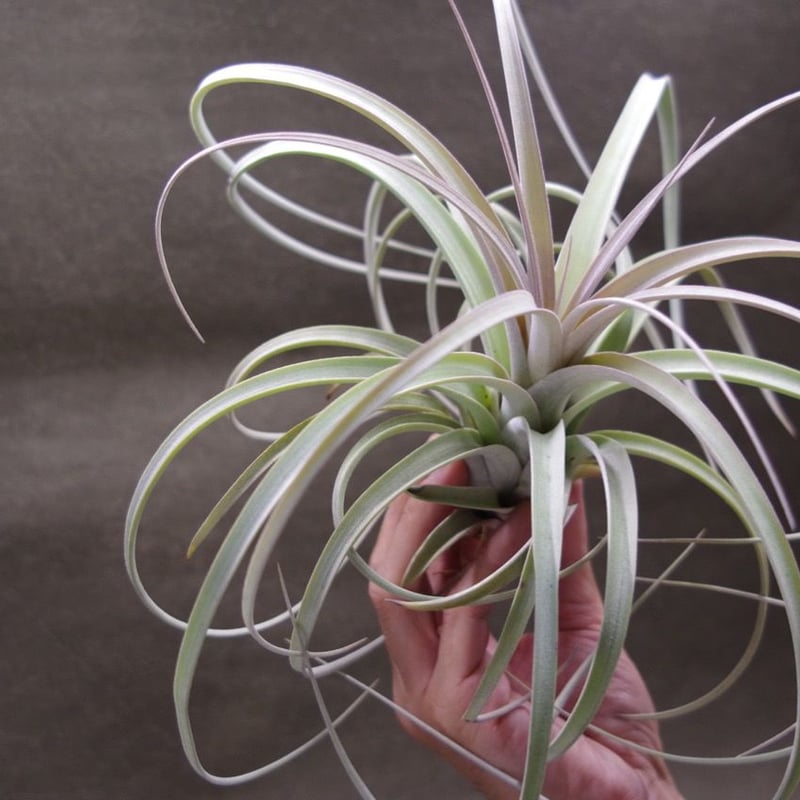 exserta × xerographica〔エアプランツ〕T5172 exserta × xerographica〔エアプランツ〕T5172