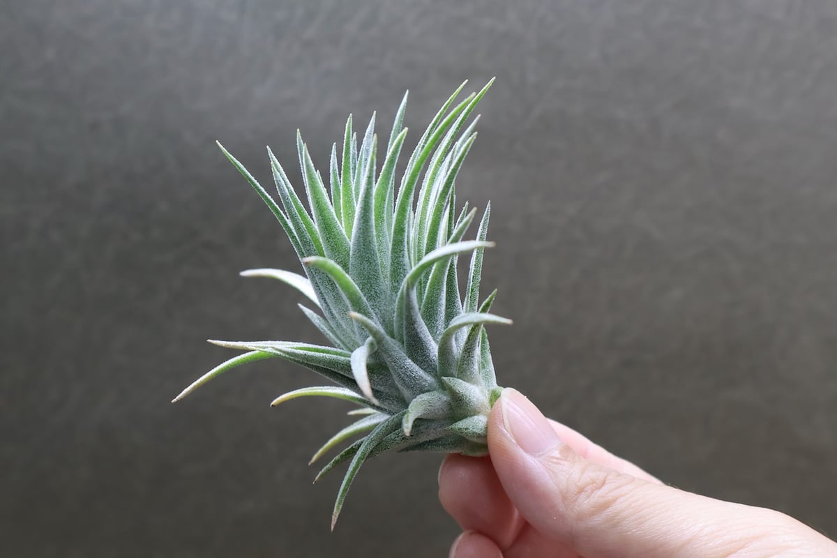 イオナンタ バンハイニンギー ハイブリッド 01号 | air-plants TENGU-DO イオナンタ バンハイニンギー ハイブリッド 01号 | air-plants TENGU-DO