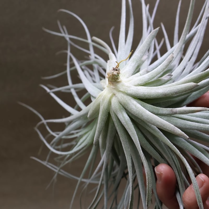 コットンキャンディ クランプ 花芽付き株 30号 | air-plants TENGU-DO