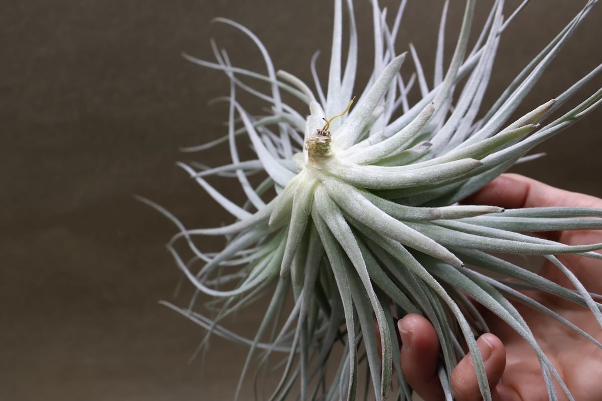 コットンキャンディ クランプ 花芽付き株 30号 | air-plants TENGU-DO