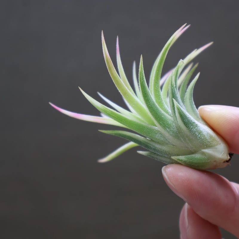イオナンタ アルボマージナータ 47号 | air-plants TENGU-DO