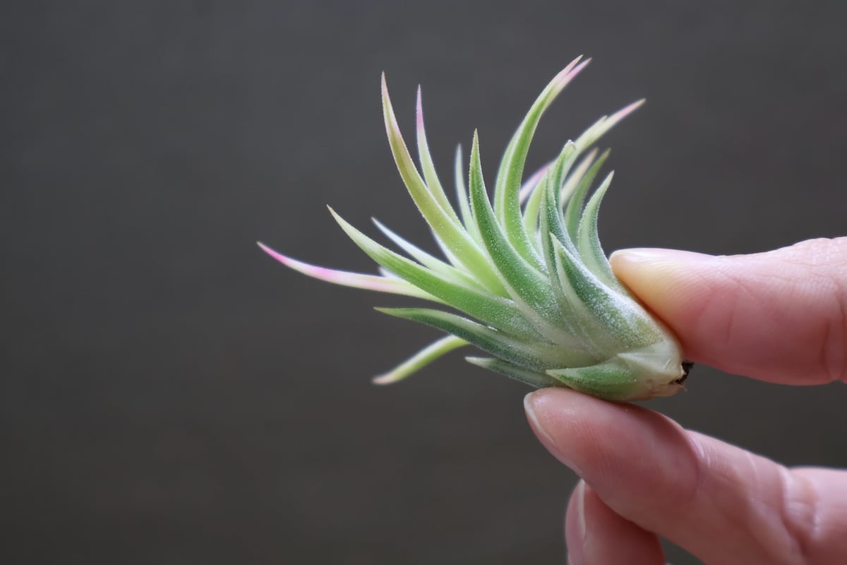 イオナンタ アルボマージナータ 47号 | air-plants TENGU-DO