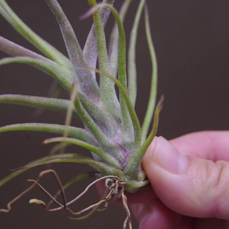 ティムズツイスター × レックス 02号 | air-plants TENGU-DO