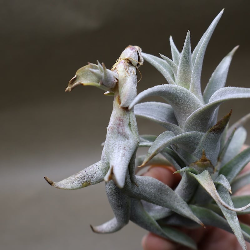 チランジア エディシアエ (T.edithiae)流木付け チランジア エディシアエ (T.edithiae)流木付け