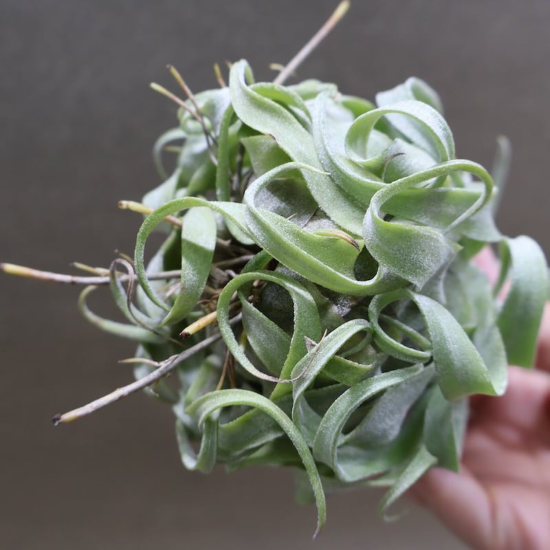 ストレプトフィラ 22号 | air-plants TENGU-DO