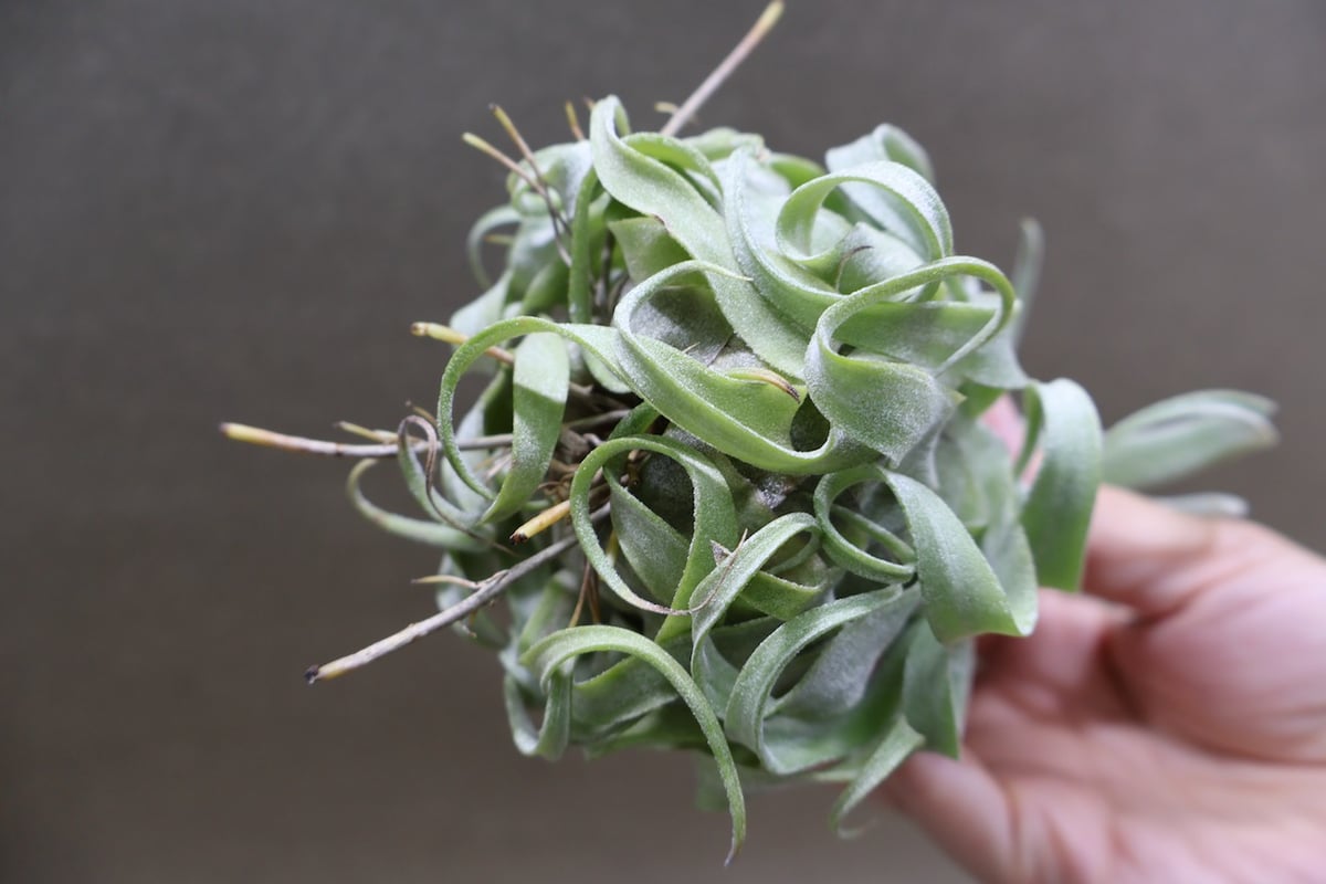 ストレプトフィラ 22号 | air-plants TENGU-DO