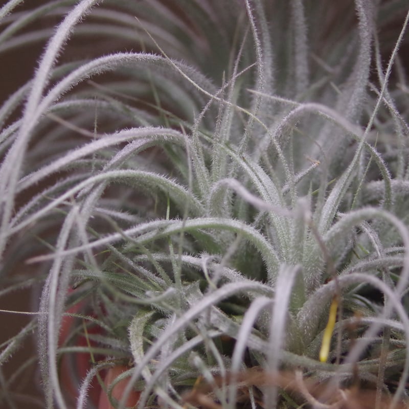 テクトラム クランプ01号 | air-plants TENGU-DO