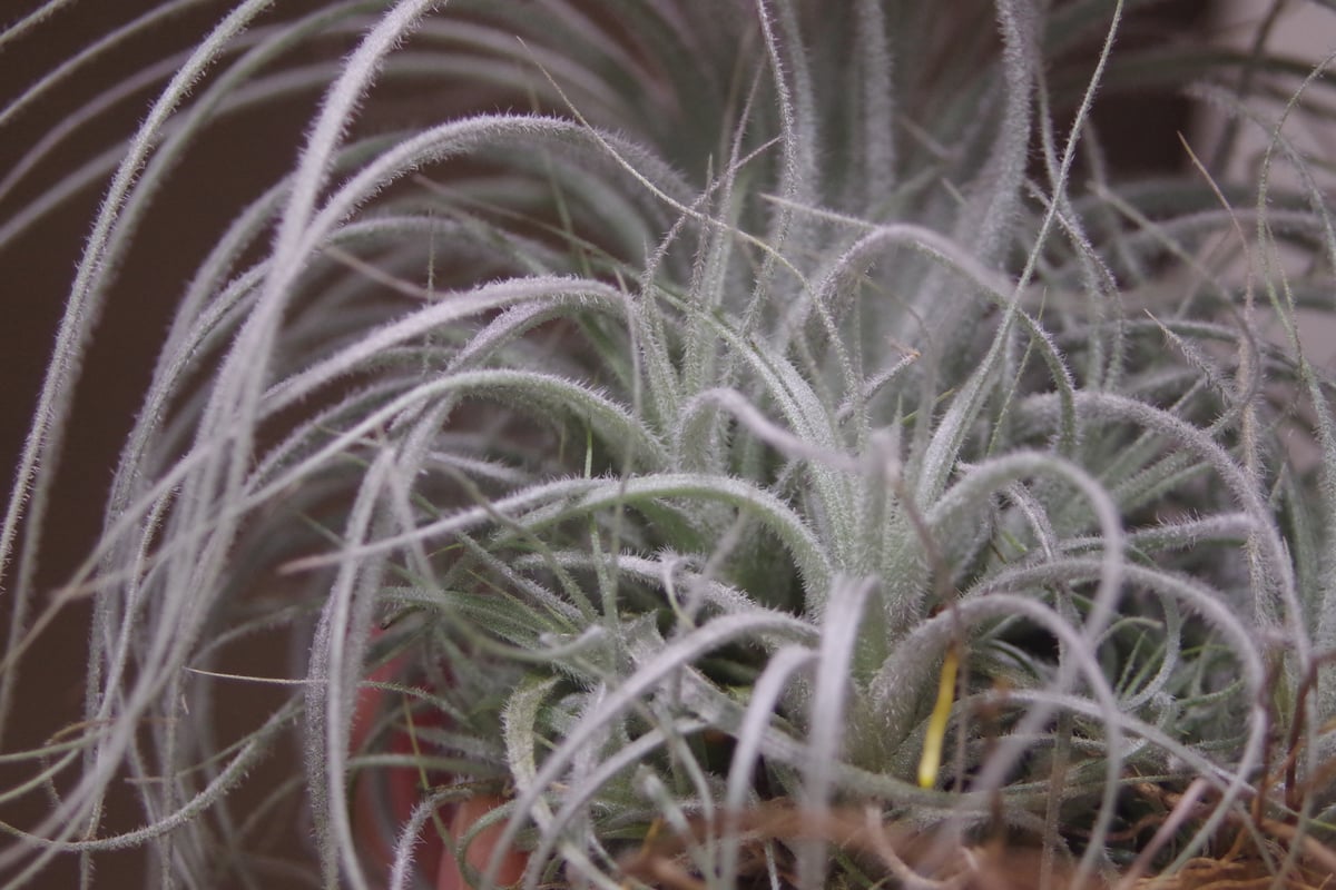 テクトラム クランプ01号 | air-plants TENGU-DO