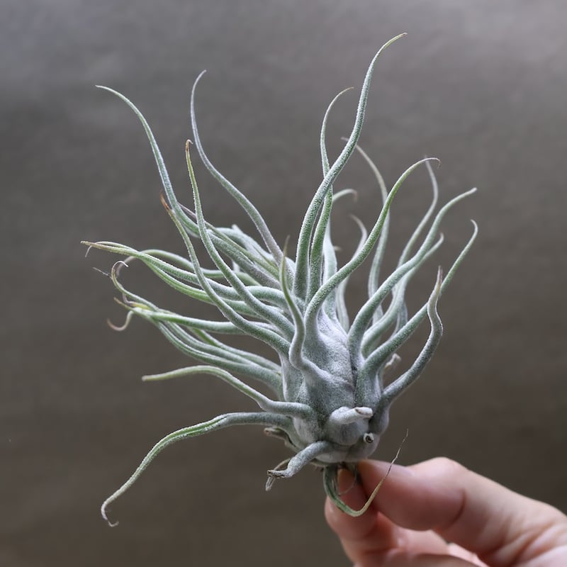 ティー／タイ （エーレルシアナ×ブルボーサ） 22号 | air-plants TENGU-DO