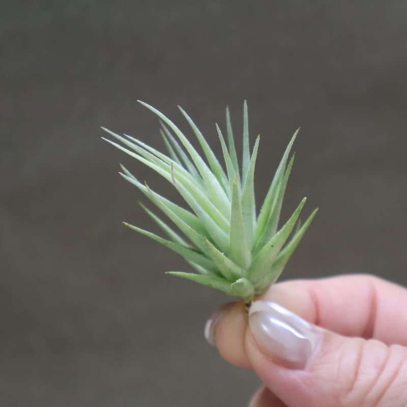 ロリアセア 16号 | air-plants TENGU-DO